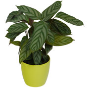 Calathea 'Compactstar' + Cachep Verde Limo